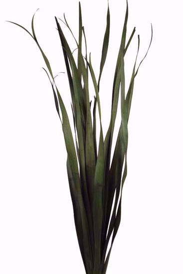 Picture of Moss Palm Reed