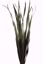 Picture of Moss Palm Reed
