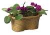 Picture of Palm Leaf Double Bloomer 4"