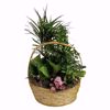 Picture of 10" Round Bamboo Basket with Handle-Natural (Hard Liner Incl.)