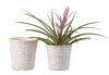 Picture of Whitewash Bamboo Pot Cover 7"
