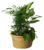 Picture of Palm Leaf Rolled Rim Dish Garden 8"