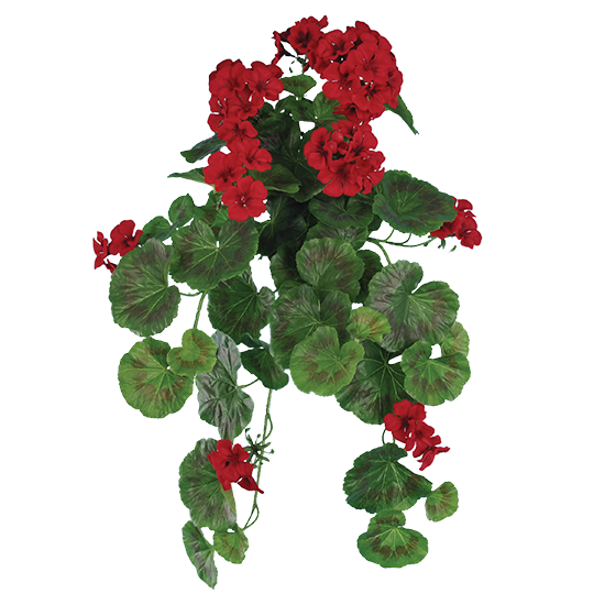 Picture of 20" Geranium Bush x 9