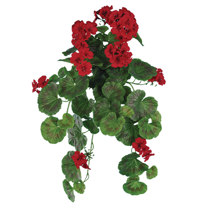 Picture of Red Geranium Bush-Vine (9 Stems, 20" )
