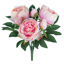 Picture of 15" Pink Peony Bush x 6