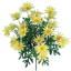 Picture of 19" Wild Daisy Bush x 12