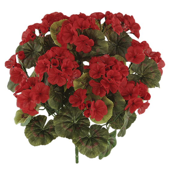 Picture of Red Geranium Bush (14 Stems, 18")