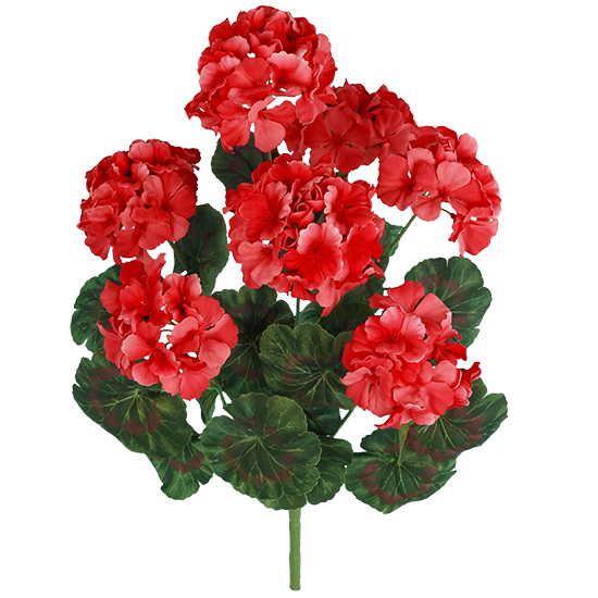 Picture of Red Geranium Bush (7 Blooms, 18")