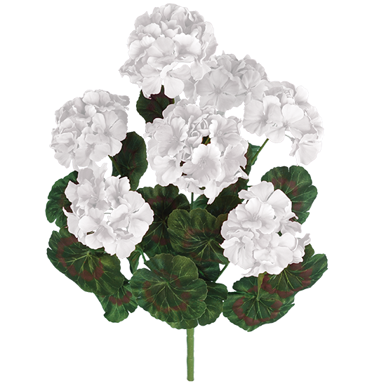 Picture of 18" White Geranium Bush x 7