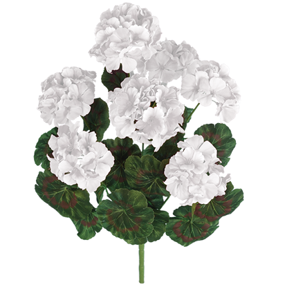 Picture of White Geranium Bush (7 Blooms, 18")