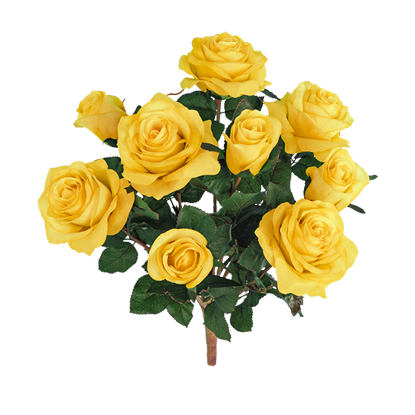 Picture of 15" Yellow Garden Rose Bush x 9