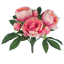 Picture of 15" Coral Pink Peony Bush x 6