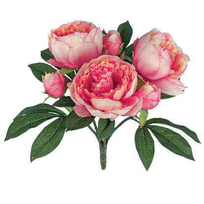 Picture of Coral Sunset Peony Bush (6 Blooms, 15")