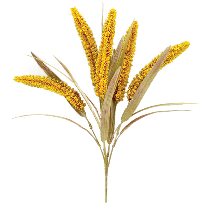 Picture of 17" Golden Millet Bush x 5