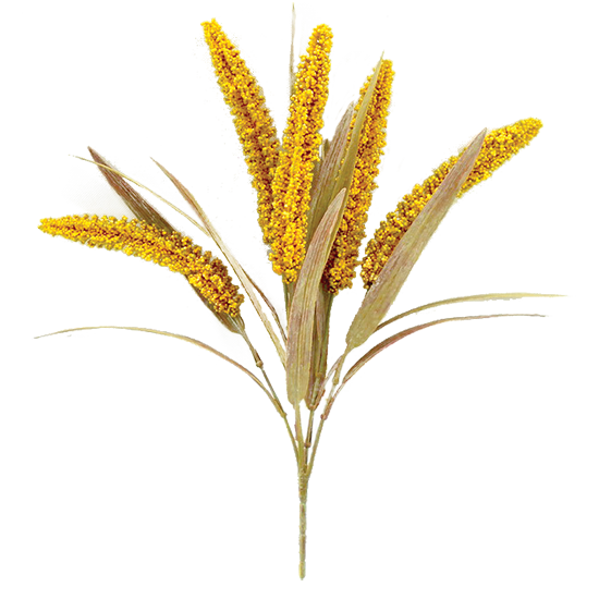 Picture of 17" Golden Millet Bush x 5