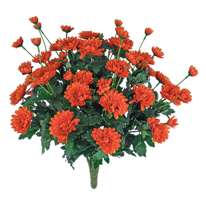 Picture of 17" Mum Bush x 9