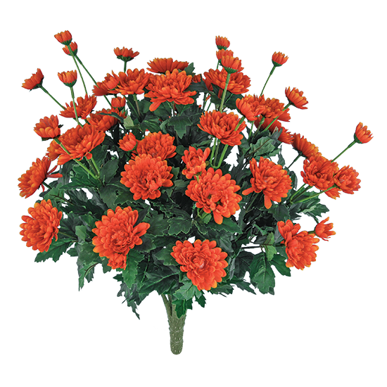 Picture of 17" Mum Bush x 9
