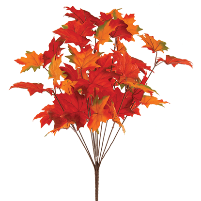Picture of 19" Maple Leaf Bush x 11