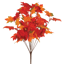 Picture of 19" Maple Leaf Bush x 11