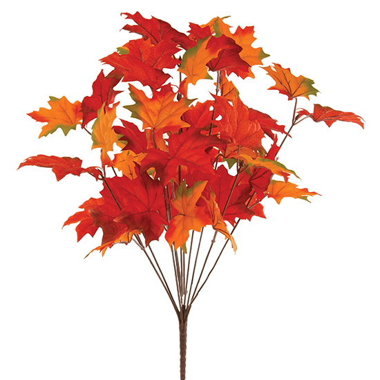 Picture of 19" Maple Leaf Bush x 11