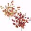 Picture of 2 Asst 17" Fall Maple Bush x 7