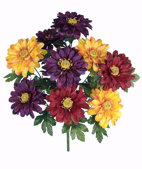 Picture of 19" Mixed Daisy Bush x 10