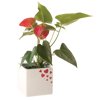 Picture of Heart Spray Cube Planter 4"