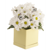 Picture of 4 Asst Pastel Square Planter