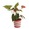 Picture of 3 Asst Stars & Stripes Pot Cover 4"