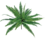 Picture of 20" Real Touch Boston Fern