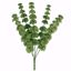 Picture of 23" Bells Of Ireland Bush x 5