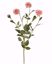 Picture of 24" Pink English Garden Rose Spray