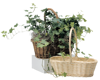 Picture of Willow Double Bloomer W/Handle