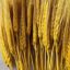 Picture of Yellow Triticum Wheat 8oz.