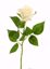 Picture of 24" Cream Rose Stem - 2.5" Bloom