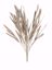 Picture of 26" Mustard Bean Bush x5