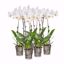 Picture of 5" White Orchids
