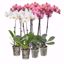 Picture of 5" Orchid Assortment