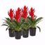 Picture of 5"Red Bromeliads