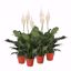 Picture of 4" Spathiphyllum Peace Lily