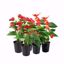 Picture of 5" Anthurium Assortment