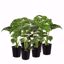 Picture of 5" Exotic Monstera Thai Constellation