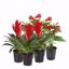 Picture of 5" Red Bromeliad-Anthurium Assortment