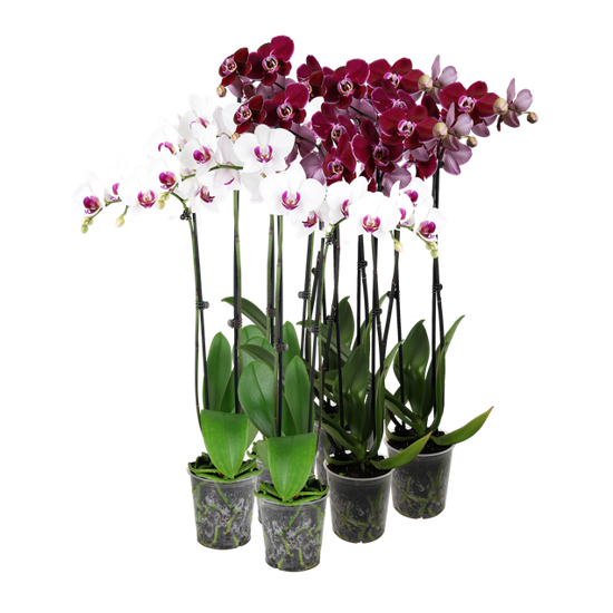 Picture of 5" White/Dark Purple Orchids
