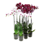 Picture of 5" White/Dark Purple Orchids