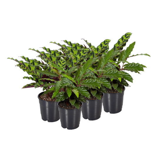 Picture of 5" Calatea Prayer Plant