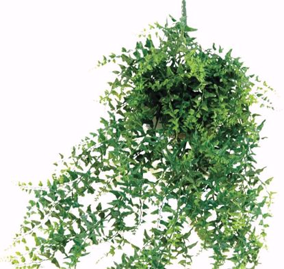 Picture of Baker Fern (28")