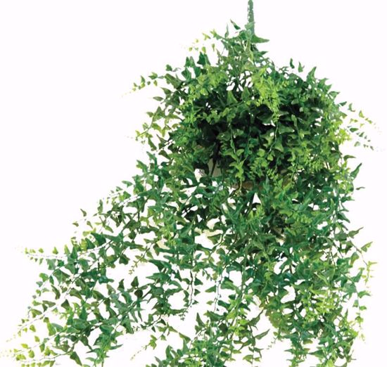 Picture of Baker Fern (28")