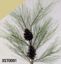 Picture of 38" Cone Pine Spray