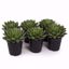 Picture of 5" Succulent Assortment